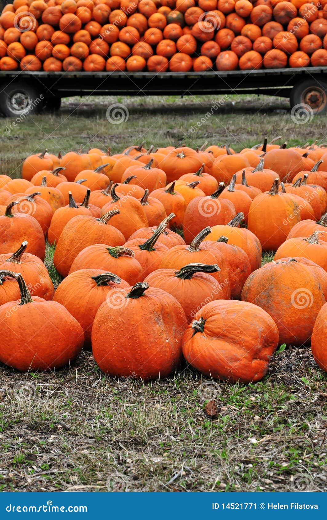 Pumpkin harvesting stock image. Image of farm, food, autumn 14521771