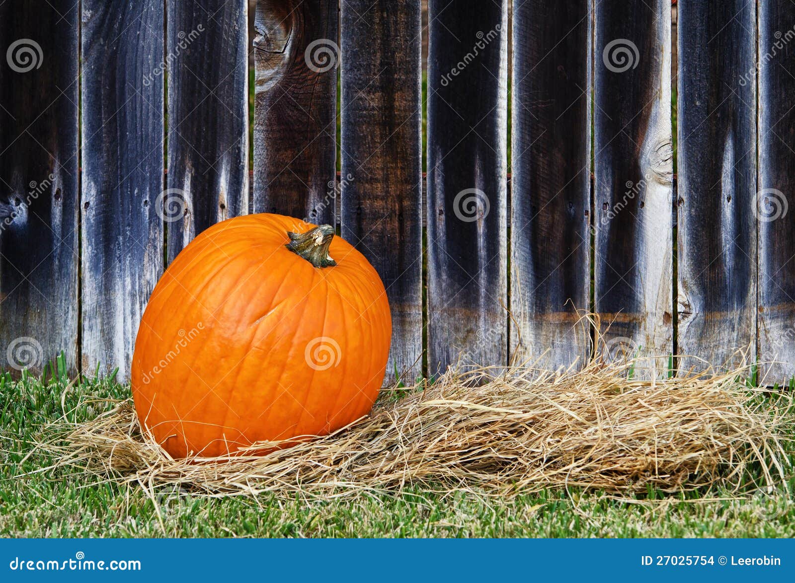 Pumpkin on hay stock photo. Image of fall, season, halloween 27025754