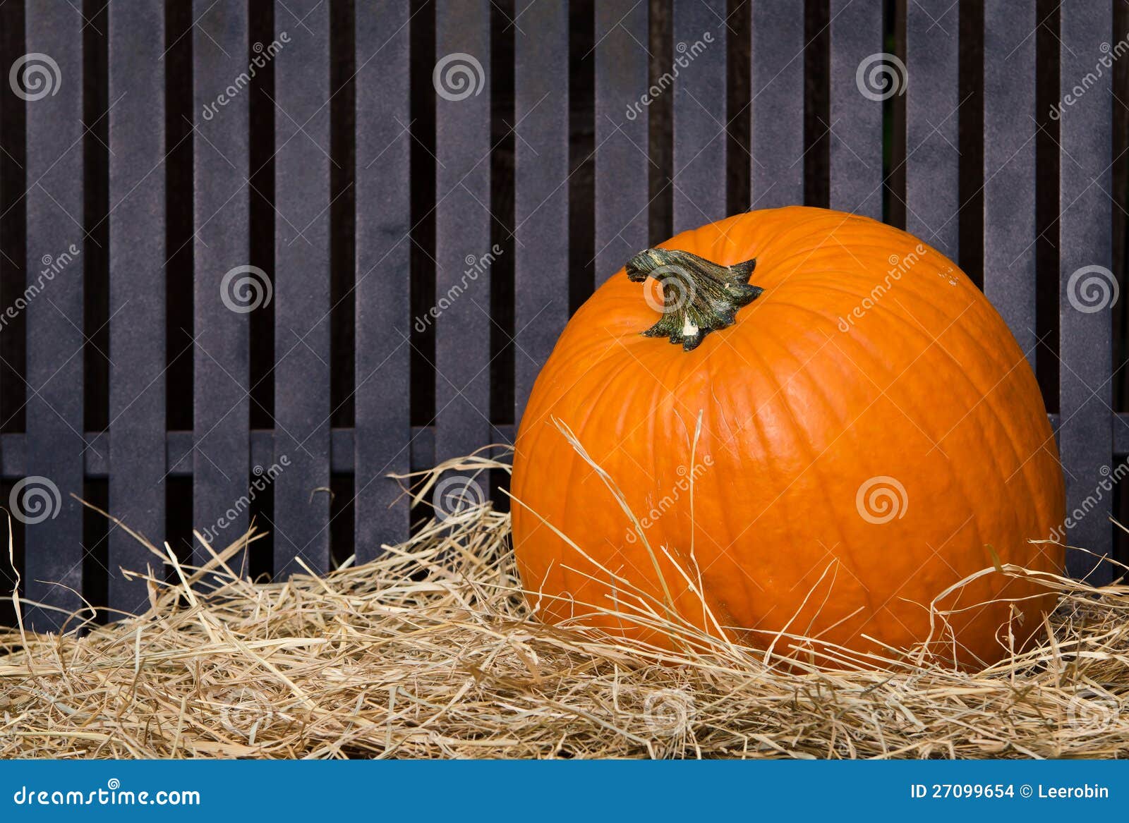 Pumpkin on hay stock photo. Image of pumpkin, season 27099654