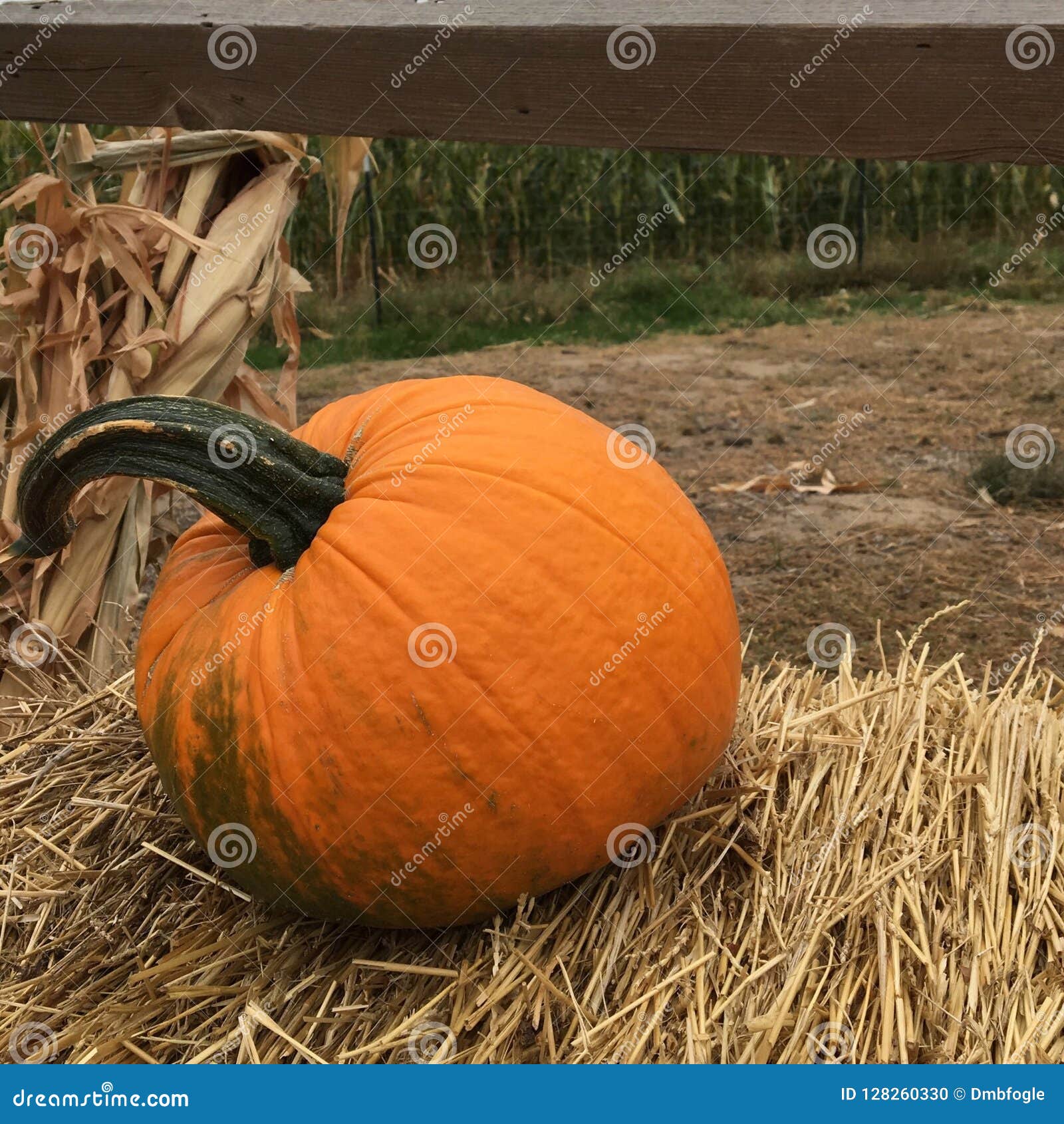 Pumpkin on a hay bale stock photo. Image of autumn, fall 128260330