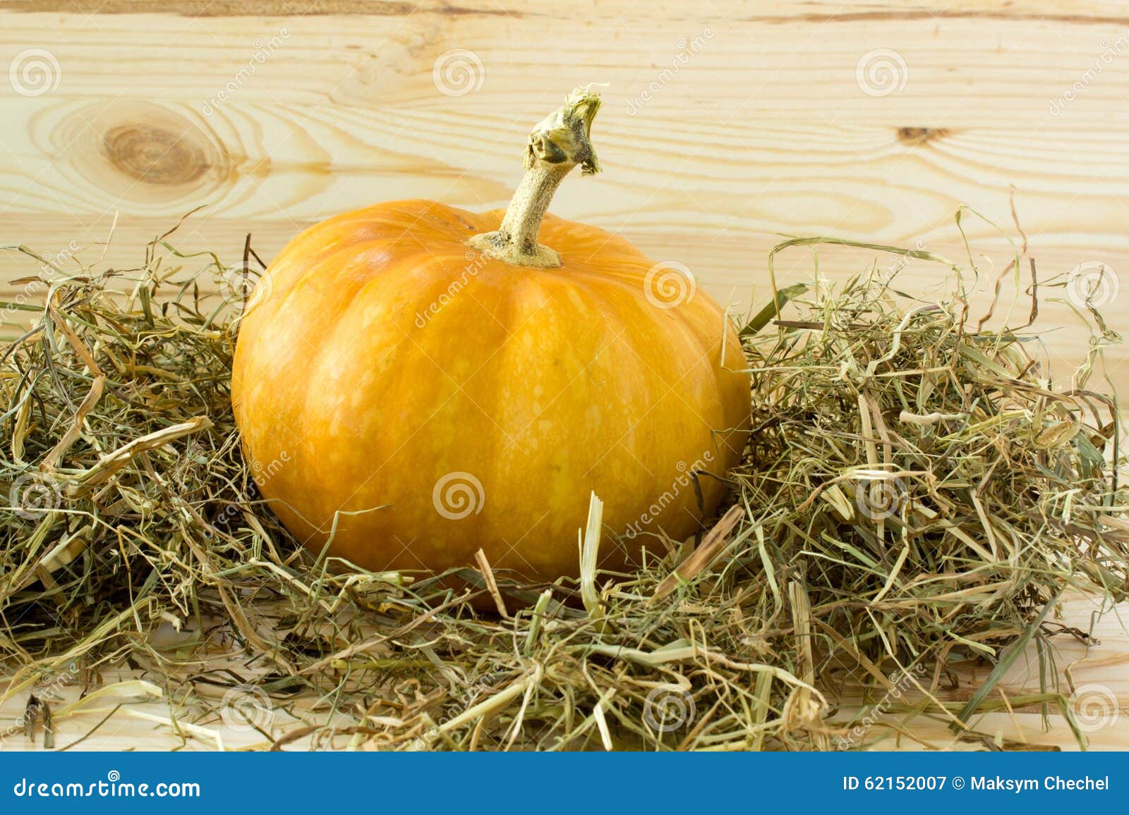 Pumpkin and hay isolated stock image. Image of rustic 62152007