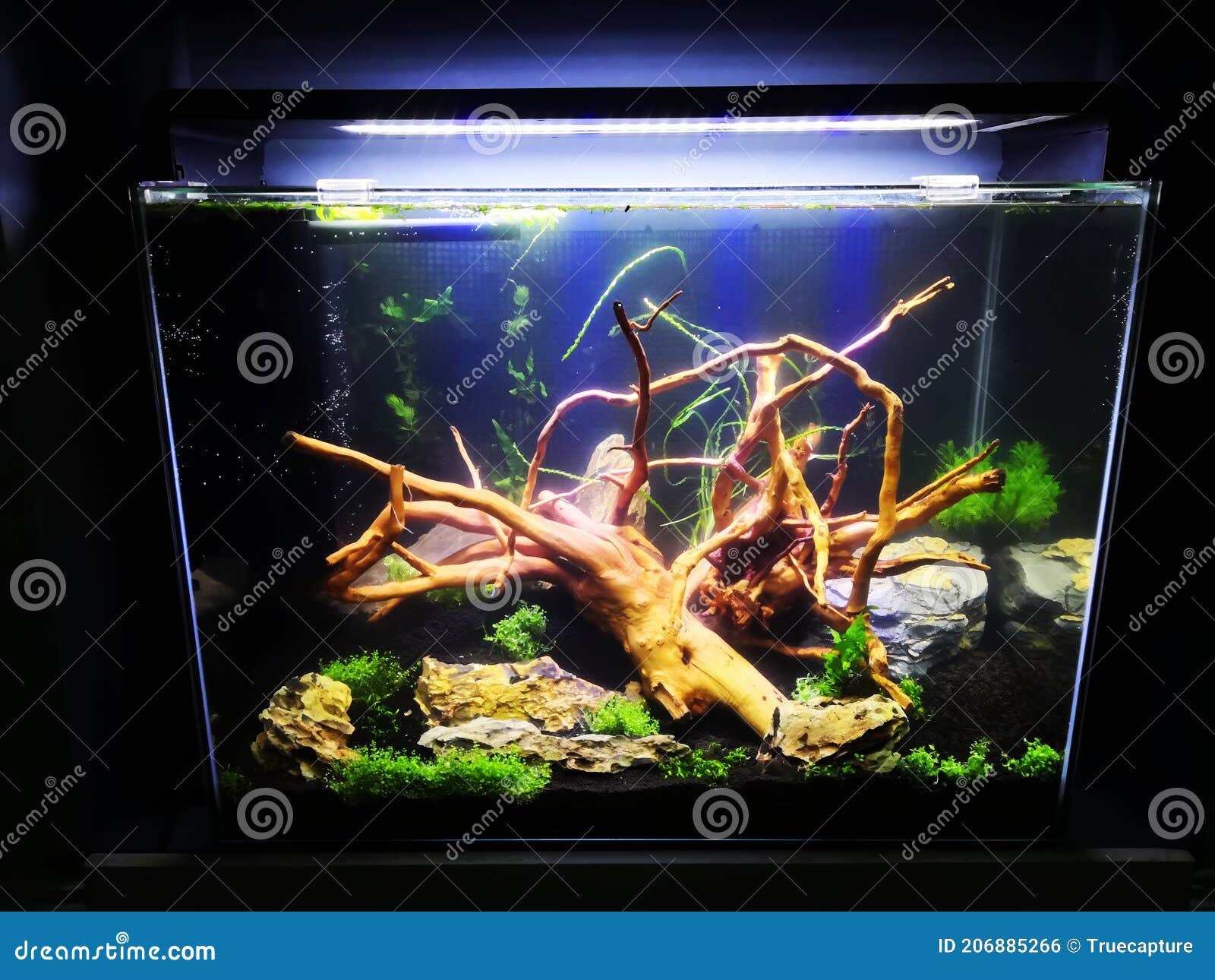 Planted Aquarium with Java Wood and Dragon Rocks Stock Photo Image of