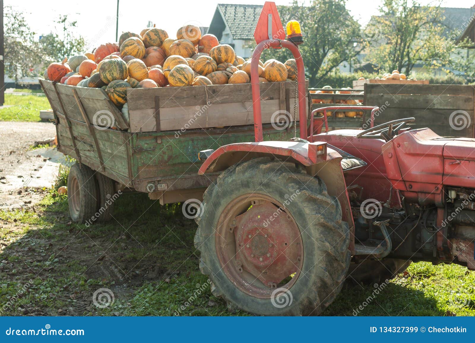 pumpkin hrvest on the tactor in village