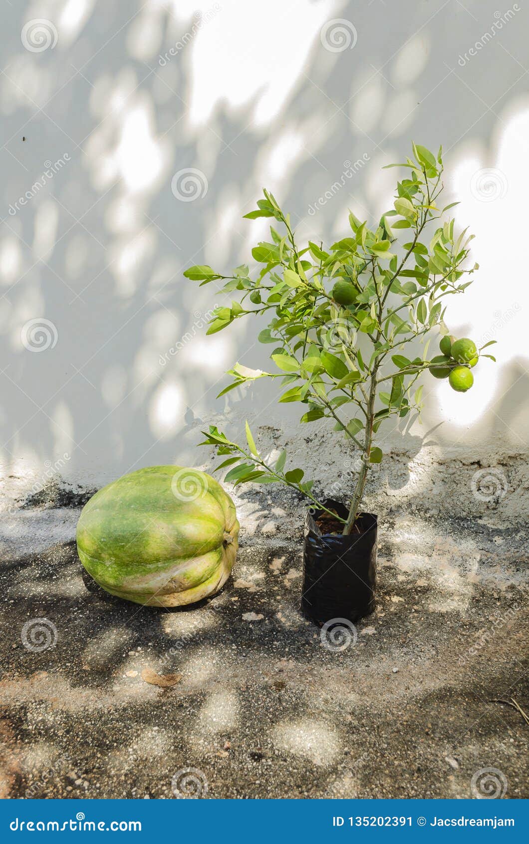 pumpkin and key lime plant