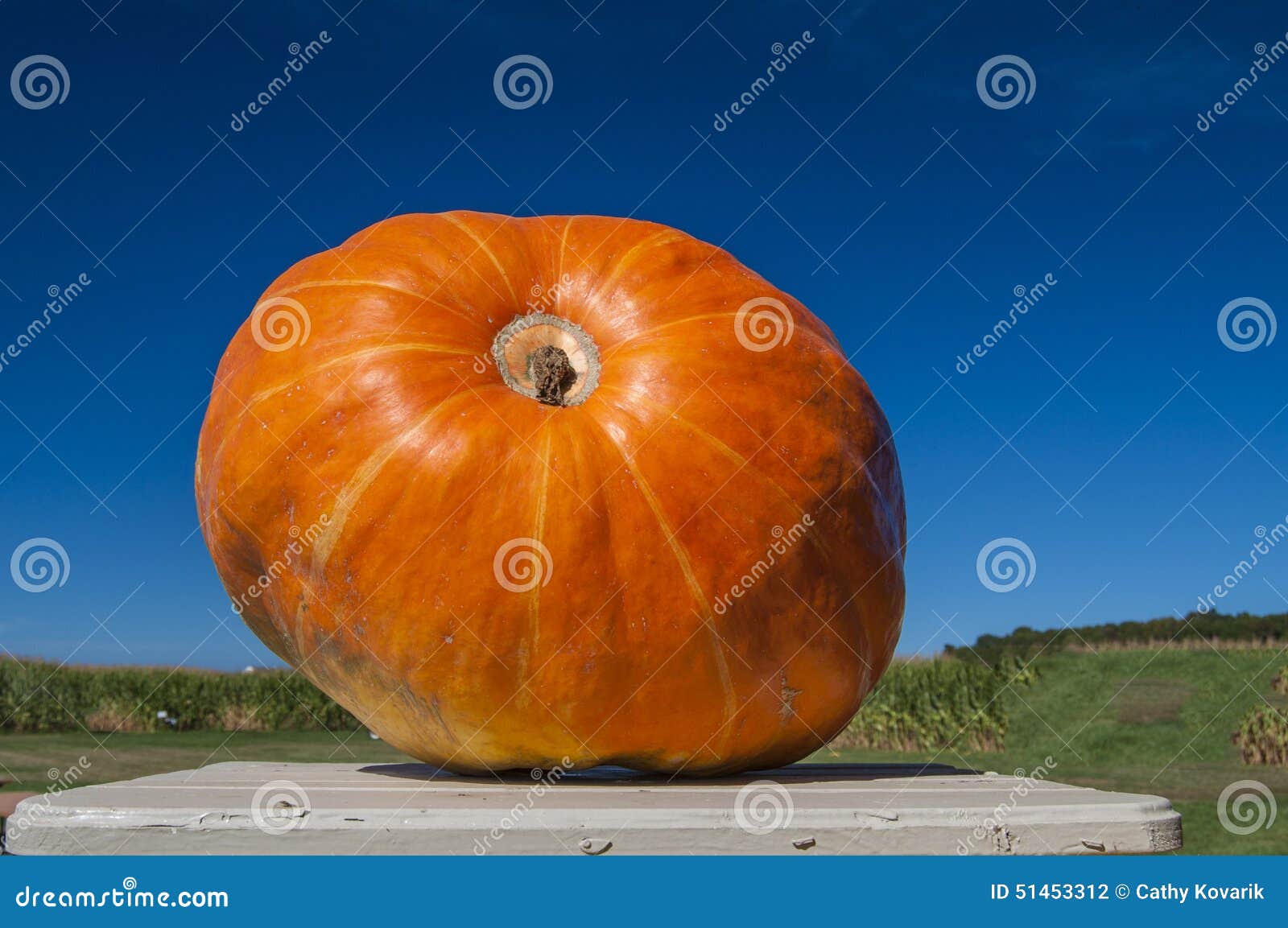 The Pumpkin King stock photo. Image of gourd, vine, large 51453312
