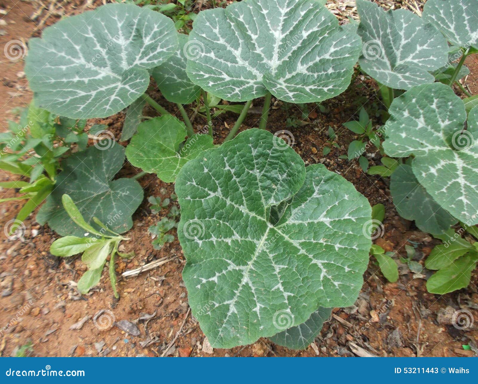 Pumpkin leaves stock image. Image of outdoor, agriculture 53211443