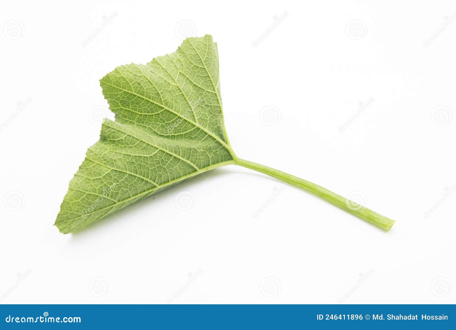 Green Pumpkin Leaves on White Backgroun. Natural Leaves Stock Photo