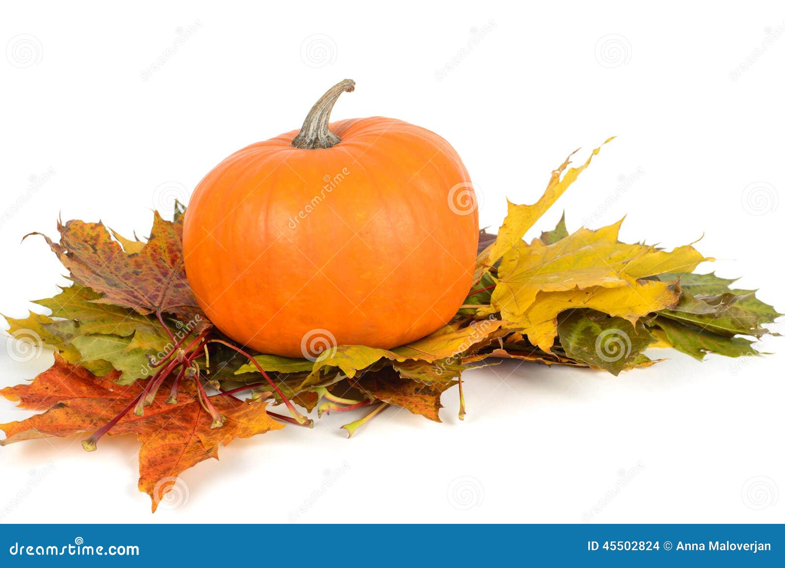 Pumpkin on the Maple Leaves Stock Photo - Image of maple, indoors: 45502824