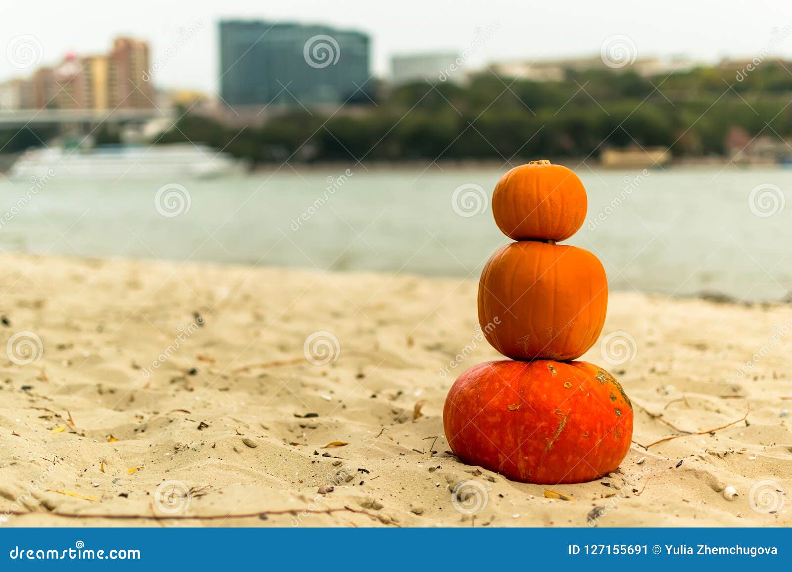 pumpkin in nature. autumn holiday harvest festival halloween. day of the dead. hallowmas