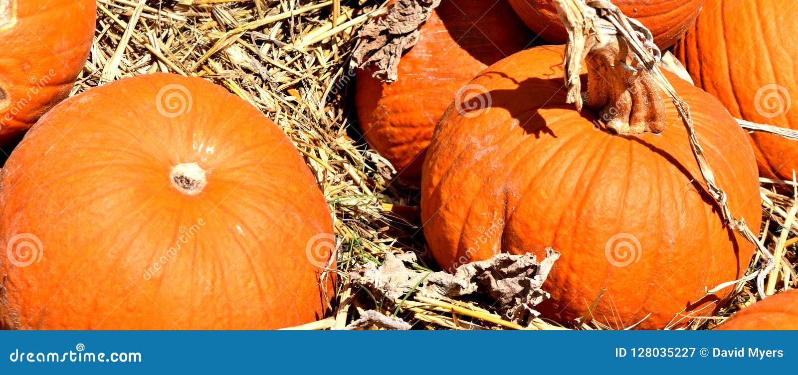 Pumpkin Orange Large On Display At Tlc Garden Center Stock Image