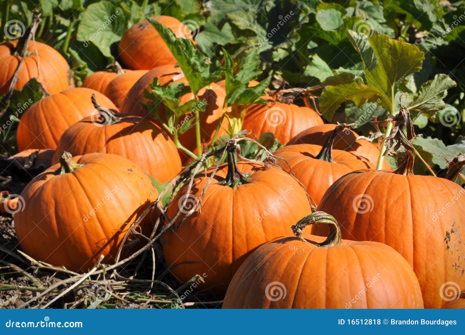 pumpkin patch