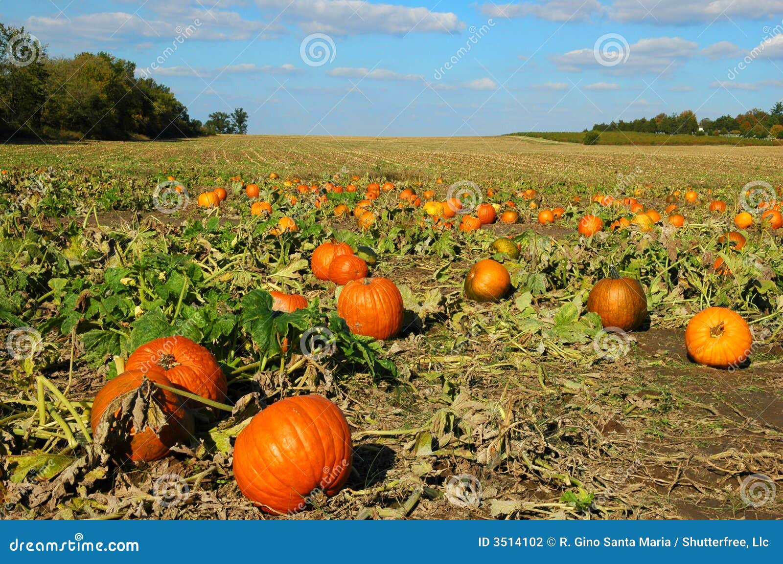 pumpkin patch