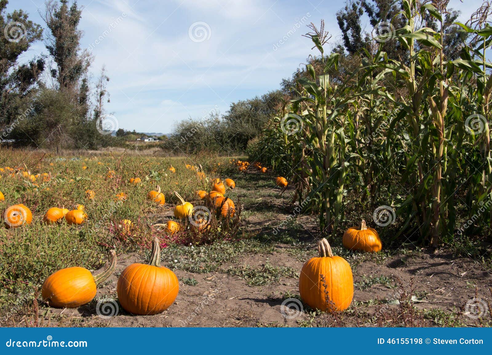 Pumpkin Patch and Corn Field in Autumn Stock Photo Image of food, agricultural 46155198
