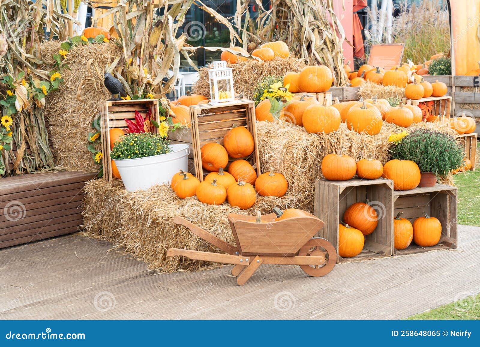 Pumpkin patch at farm stock image. Image of gourd, produce 258648065
