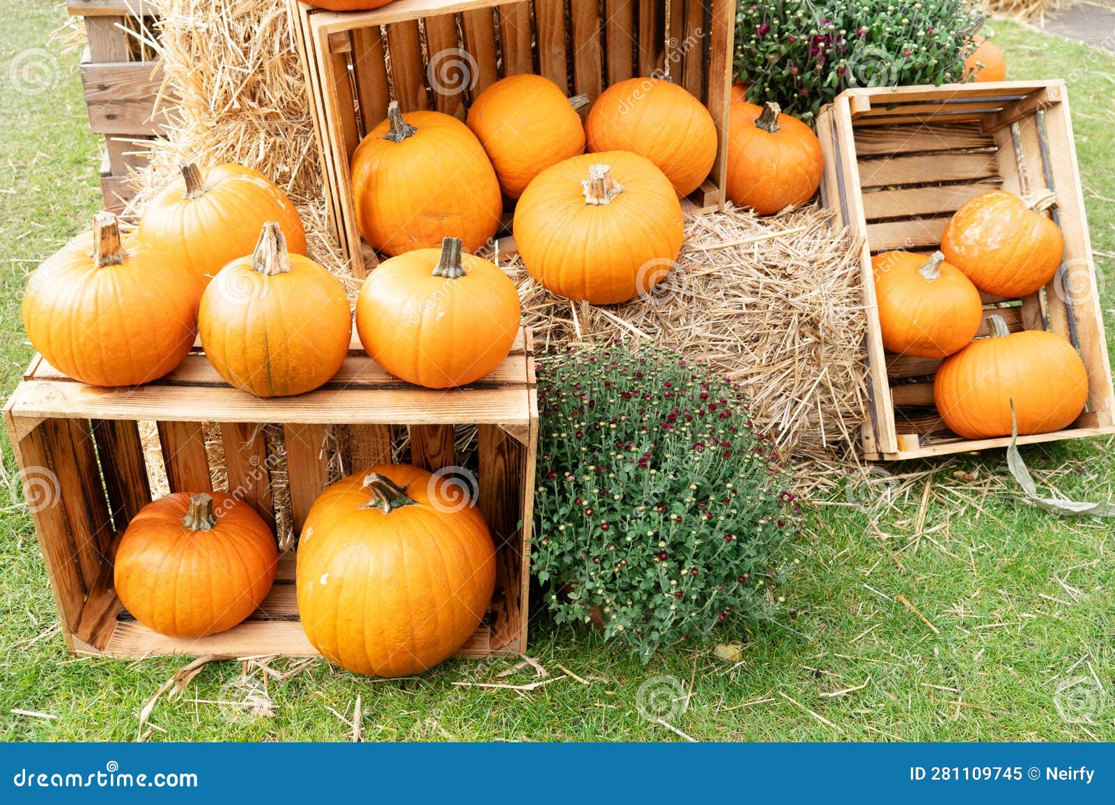 Pumpkin patch at farm stock image. Image of agricultural 281109745