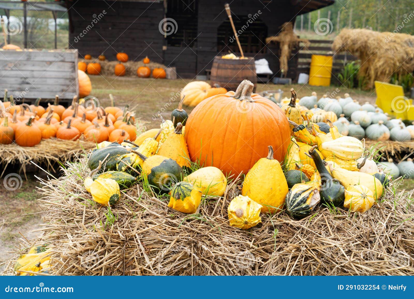 Pumpkin patch at farm stock photo. Image of plant, november 291032254