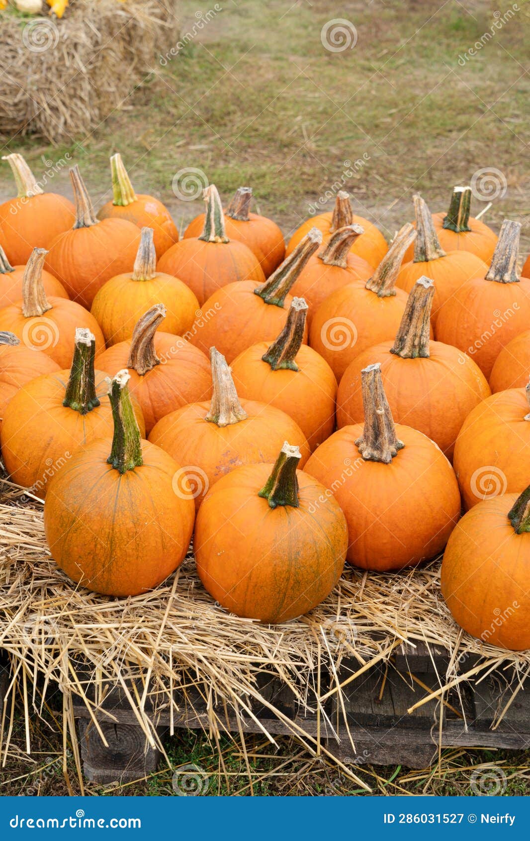 Pumpkin patch at farm stock image. Image of october 286031527