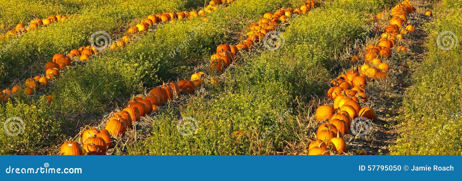 Pumpkin Patch Field stock photo. Image of scene, field 57795050