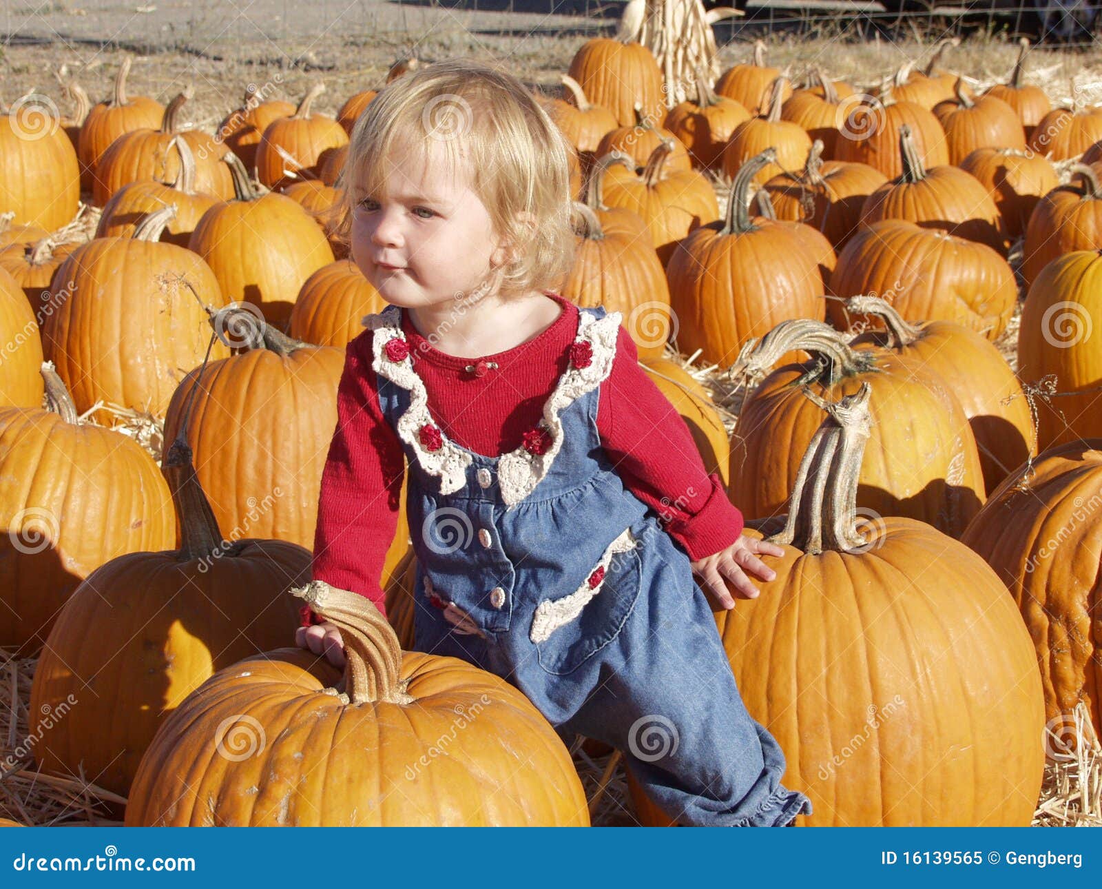Pumpkin patch girl 3 stock image. Image of october, season - 16139565