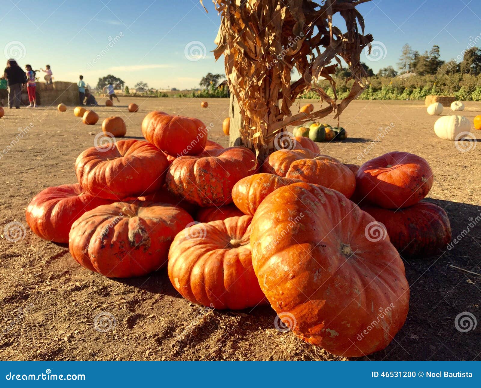 Pumpkin Patch stock photo. Image of outside, cafe, benedict 46531200
