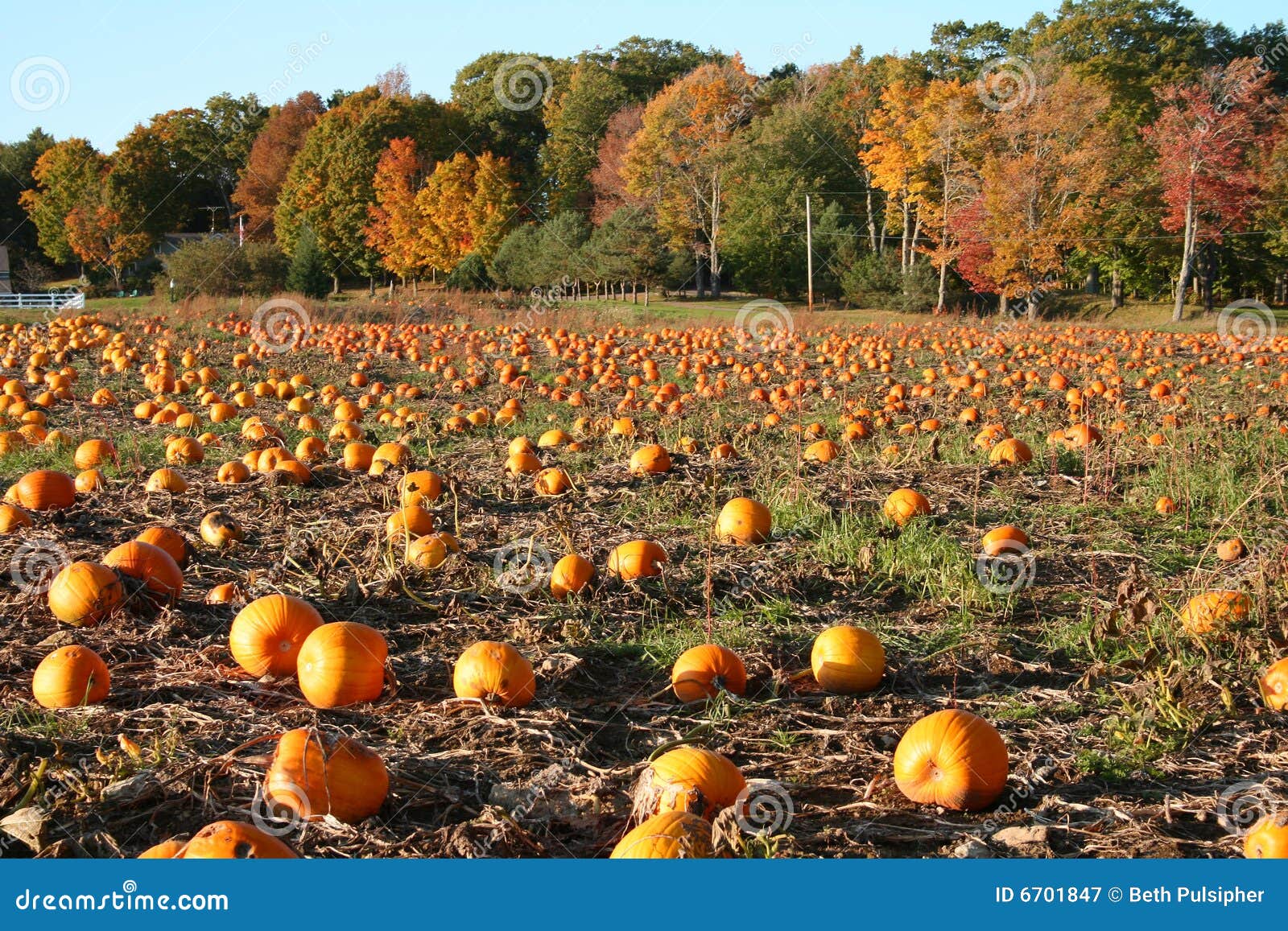 Pumpkin Patch, Maine stock image. Image of seasonal, patch 6701847