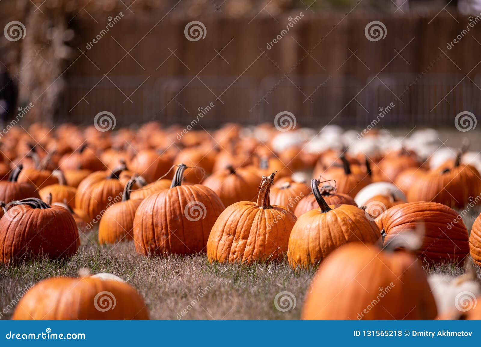 Pumpkin Patch on October Sunny Day Stock Photo Image of patch, fall