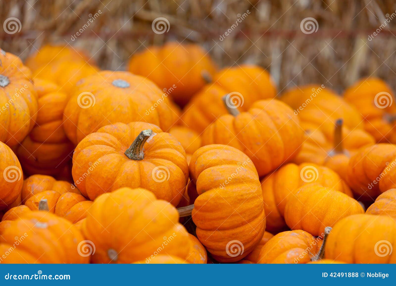 pumpkin patch