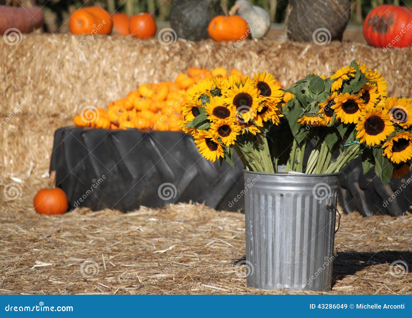 Pumpkin Patch and Sunflowers Stock Image Image of food, pumpkin 43286049