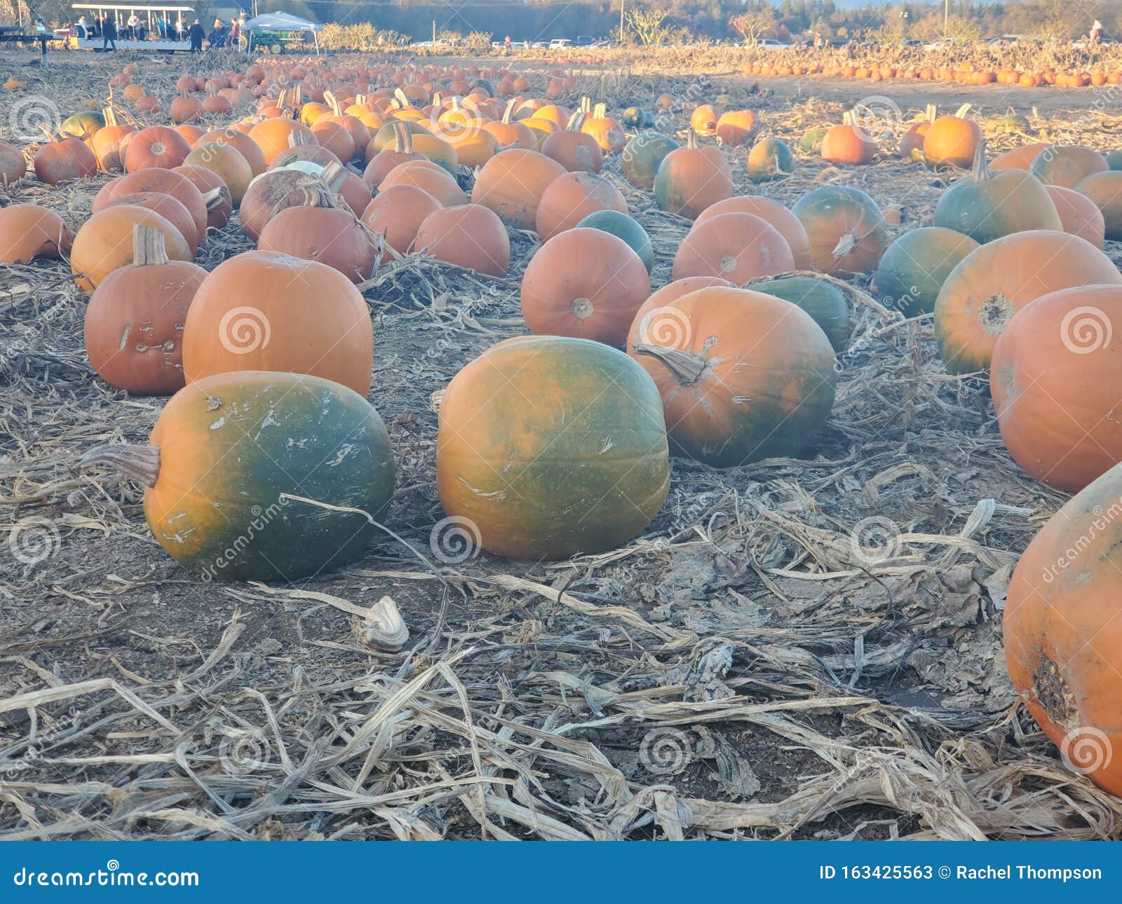 Pumpkin Patchin in Grants Pass Oregon Stock Image Image of oregon