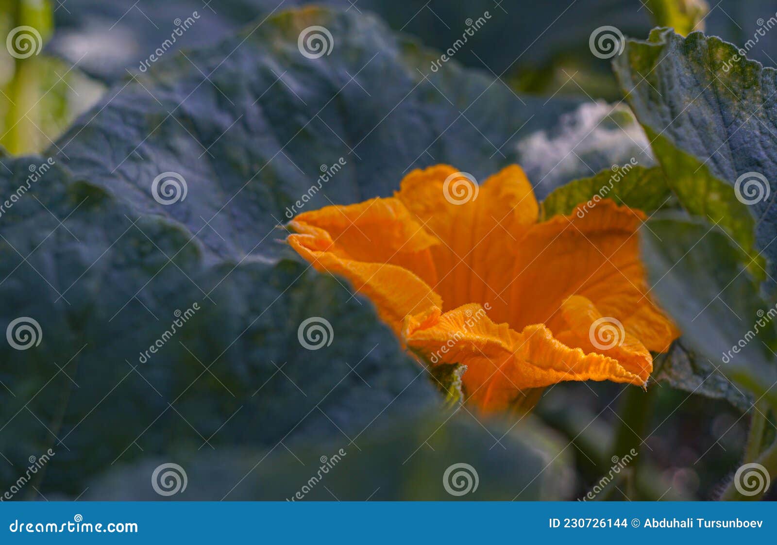 Pumpkin plant flower stock photo. Image of squash, yellow 230726144