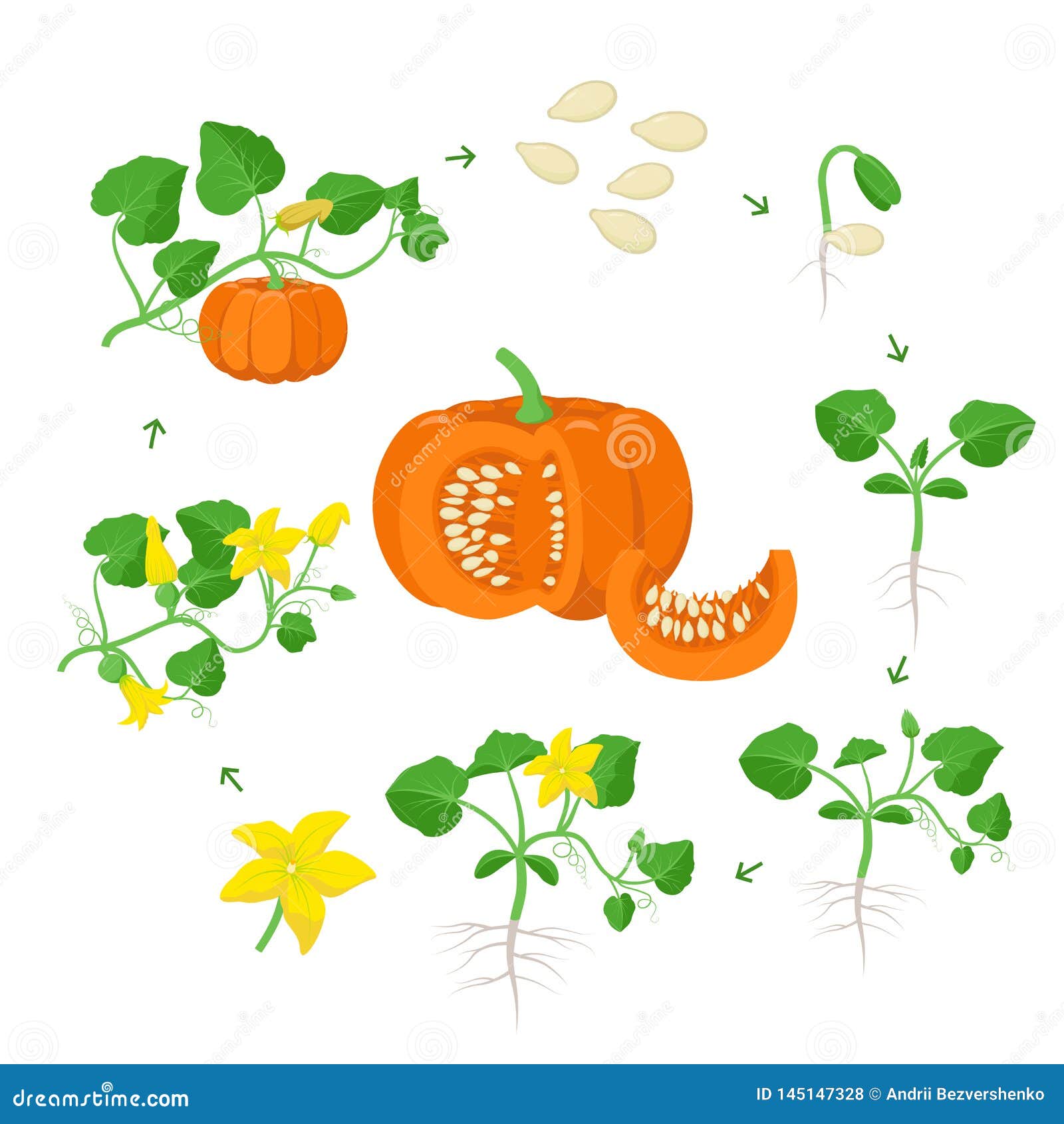pumpkin plant growth stages infographic s in flat . life cycle of cucurbita from seeds, sprout to ripe