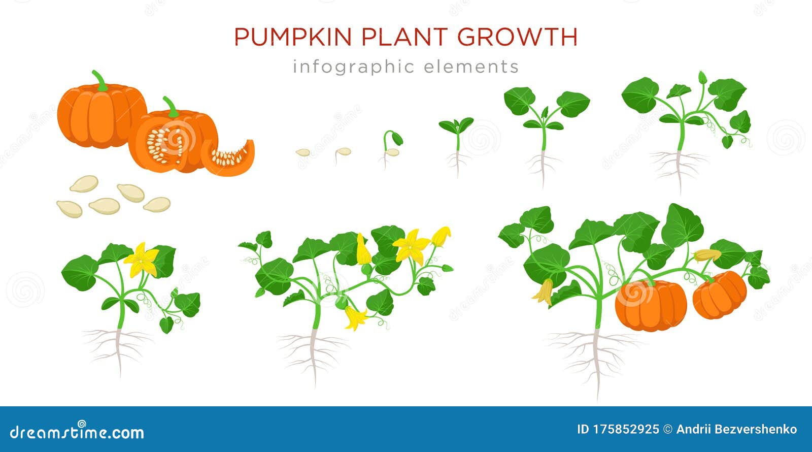 pumpkin plant seedlings pumpkin plant seedlings