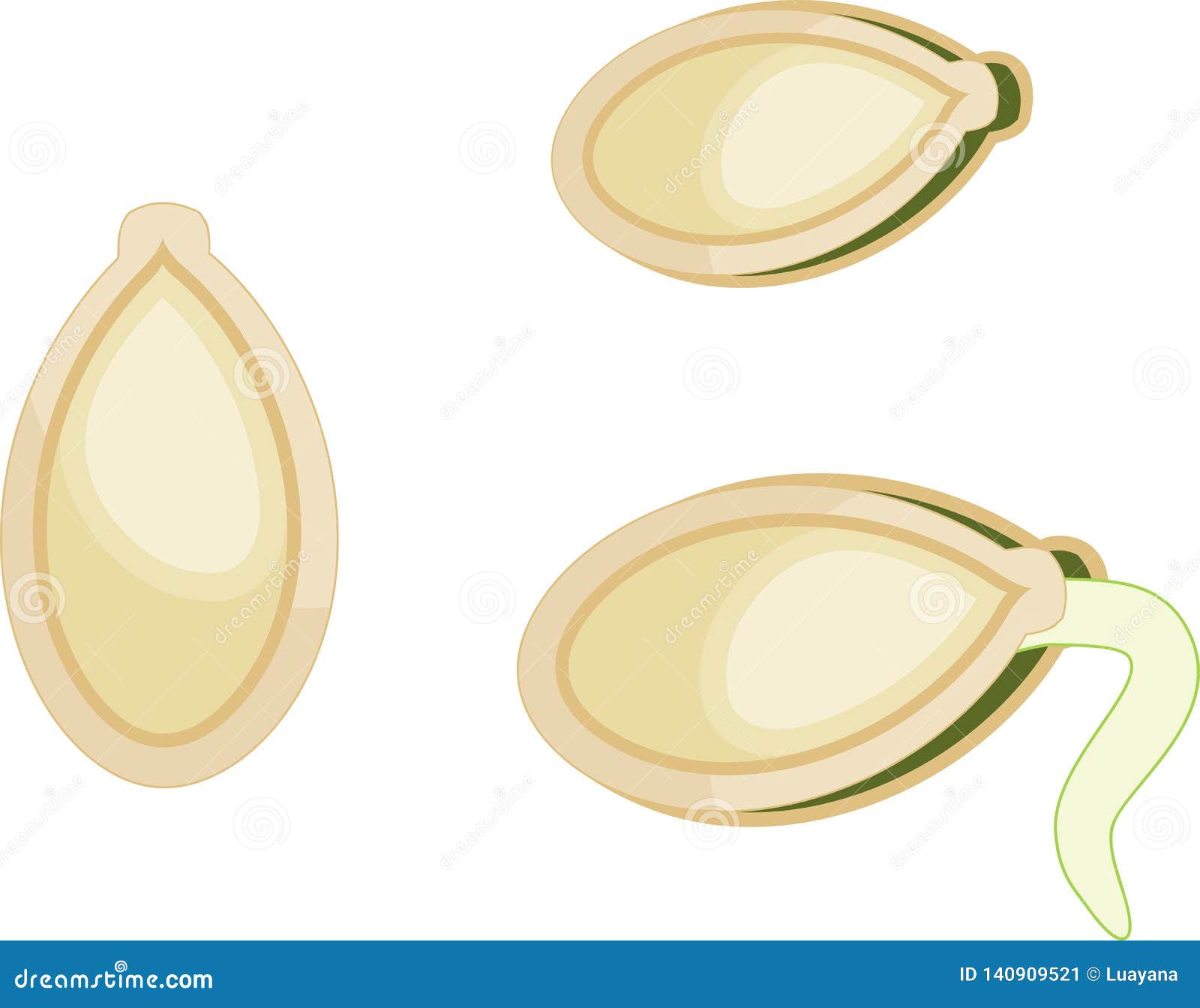 Pumpkin seed germination stock vector. Illustration of agriculture