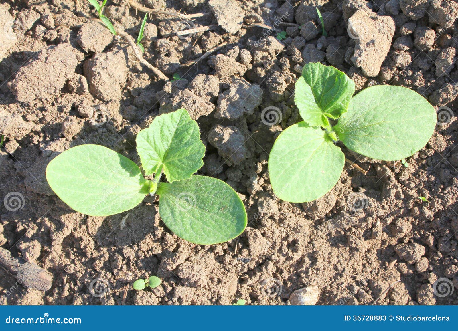 Pumpkin seedlings stock image. Image of young, natural 36728883