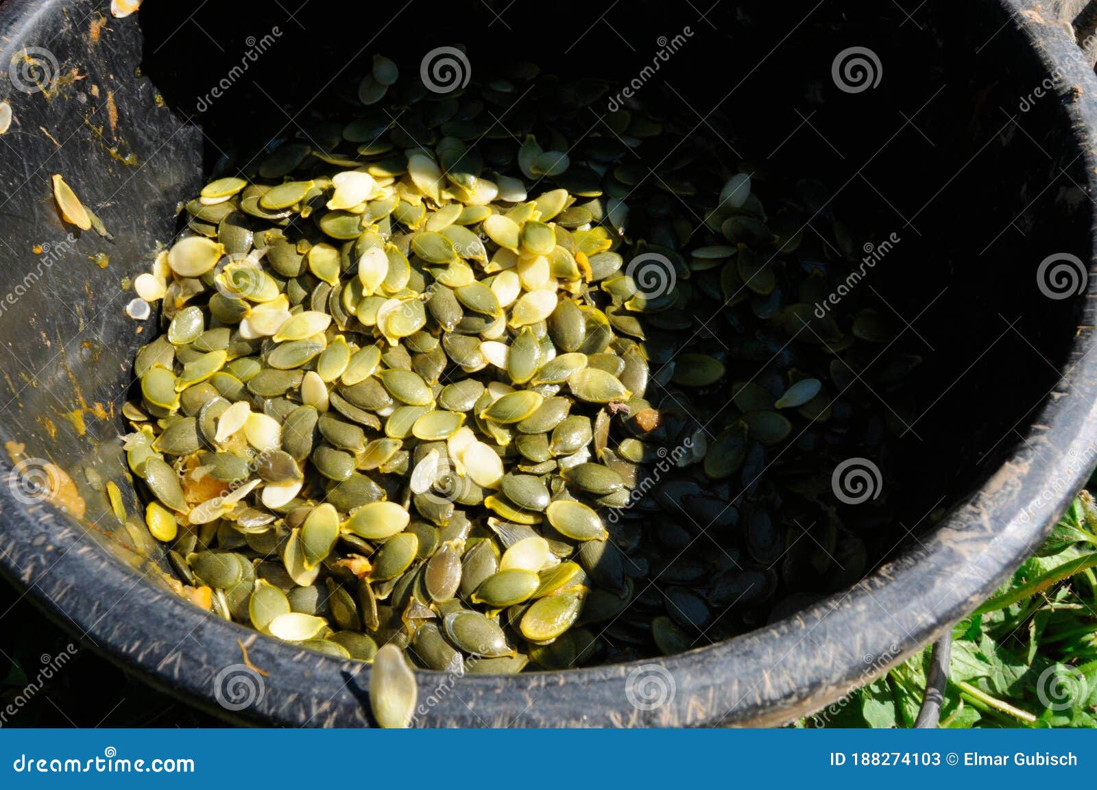 Pumpkin Seeds, Edible Seeds of a Pumpkin Stock Image Image of