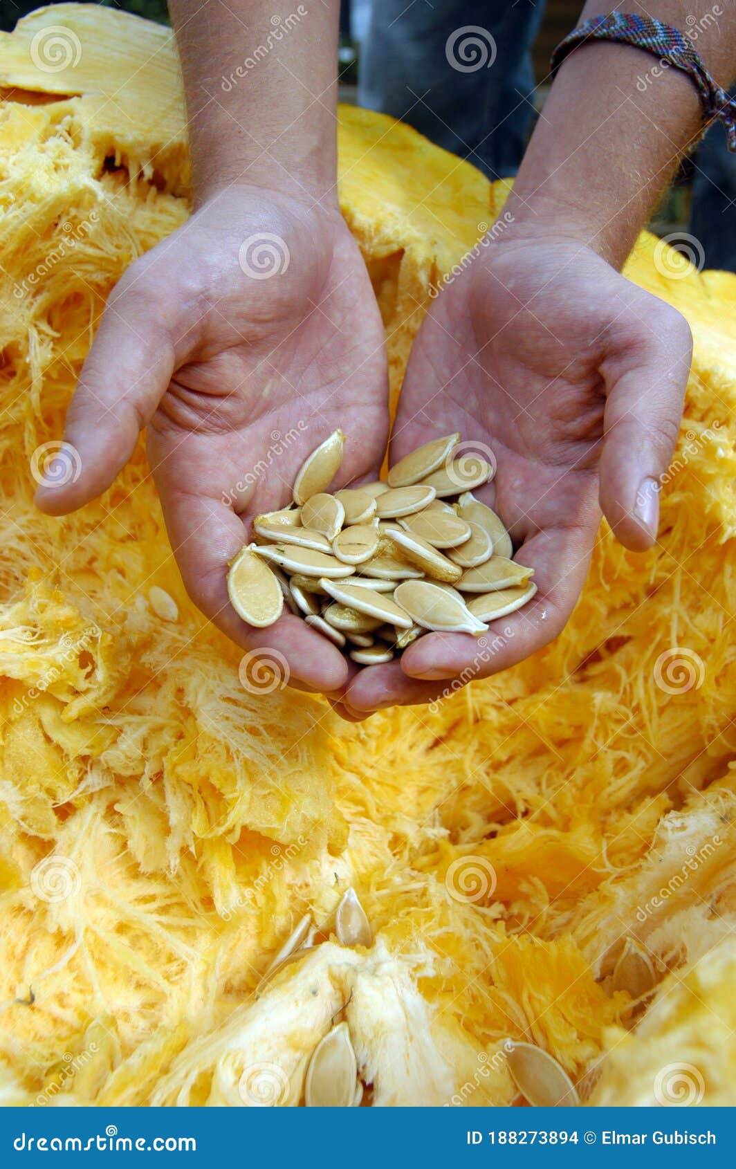 Pumpkin Seeds, Edible Seeds of a Pumpkin Stock Photo Image of seed