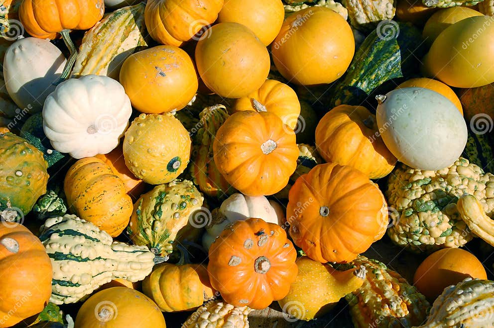 Pumpkin, squash, and gourd stock photo. Image of decorate 6997110