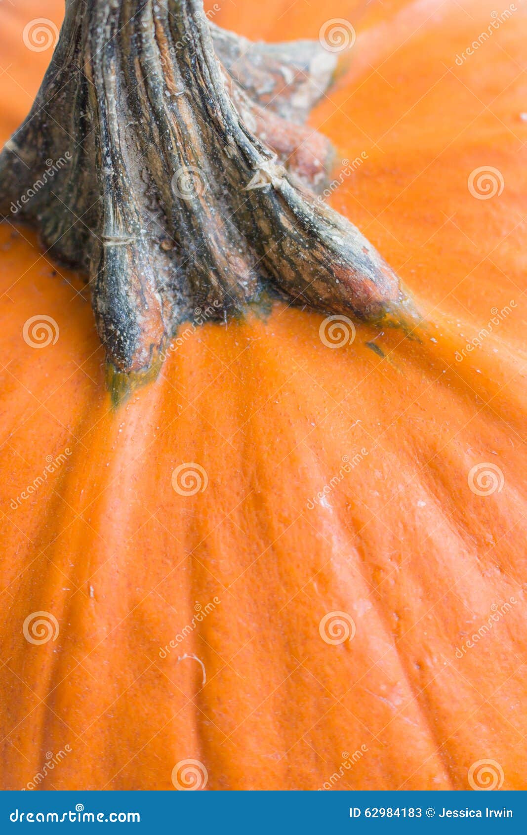 pumpkin stem color pumpkin stem color