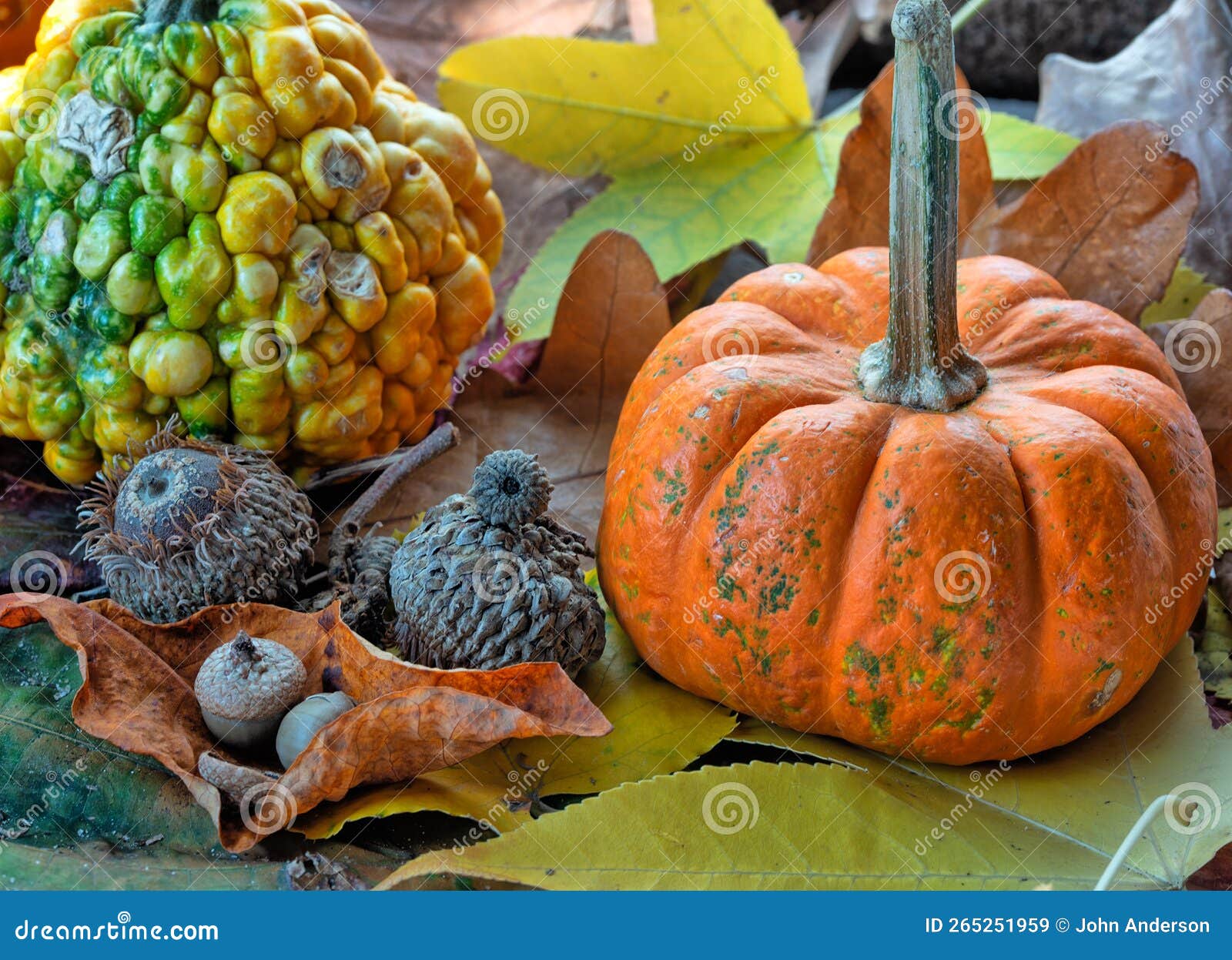 pumpkin in still life