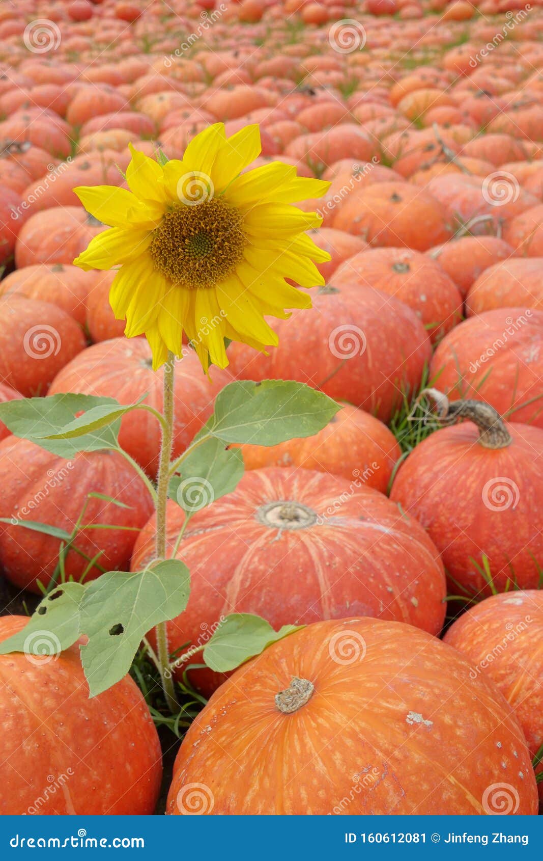 Pumpkin and sunflower stock image. Image of unsalted 160612081