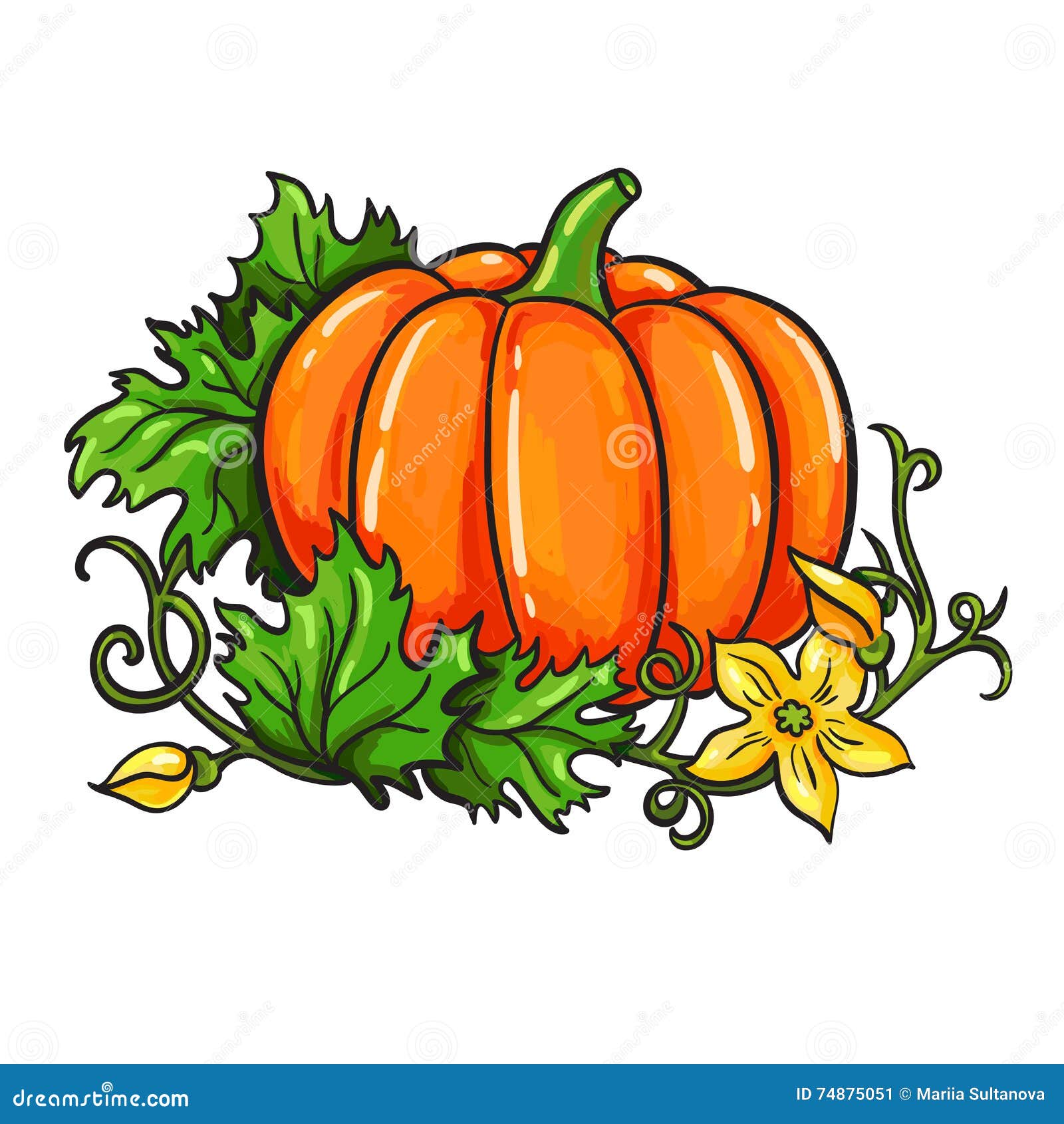 Pumpkin Vector Drawing. Cartoon Vegetable Stock Vector - Illustration of floral, holiday: 74875051 Pumpkin Vector Drawing. Cartoon Vegetable Stock Vector - Illustration of floral, holiday: 74875051