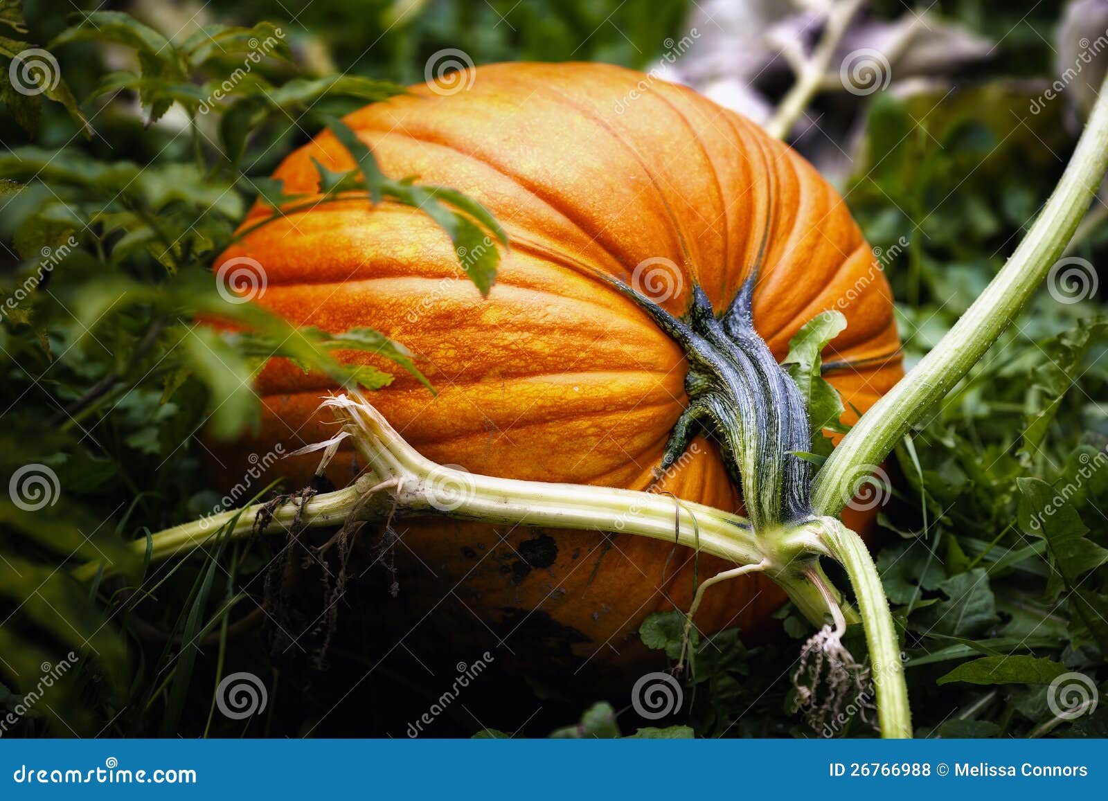 pumpkin on vine