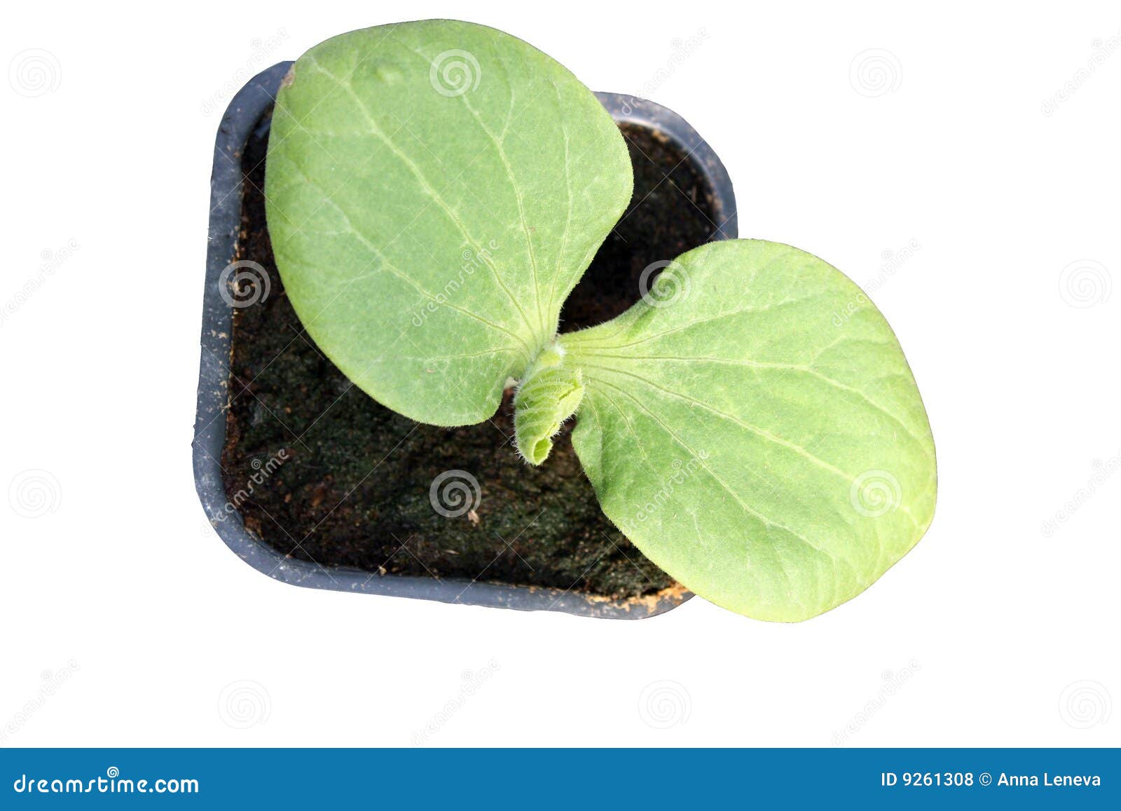 Pumpkin young plant stock photo. Image of garden, season 9261308