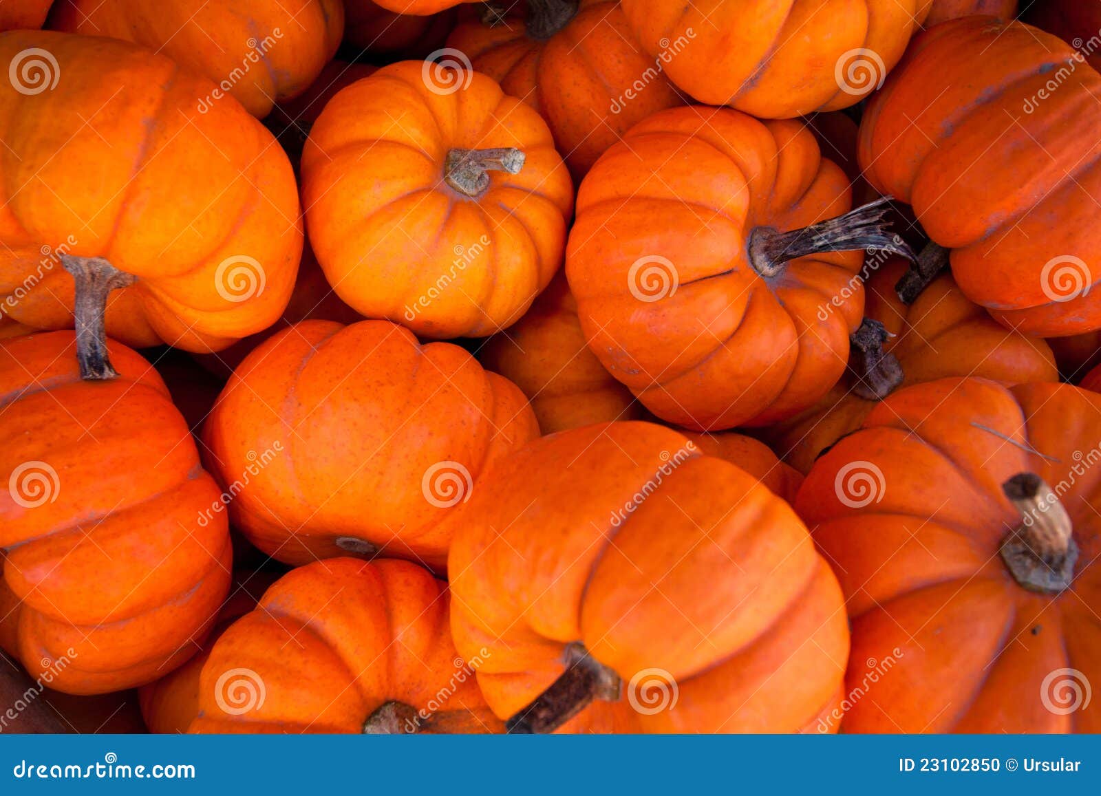 pumpkins