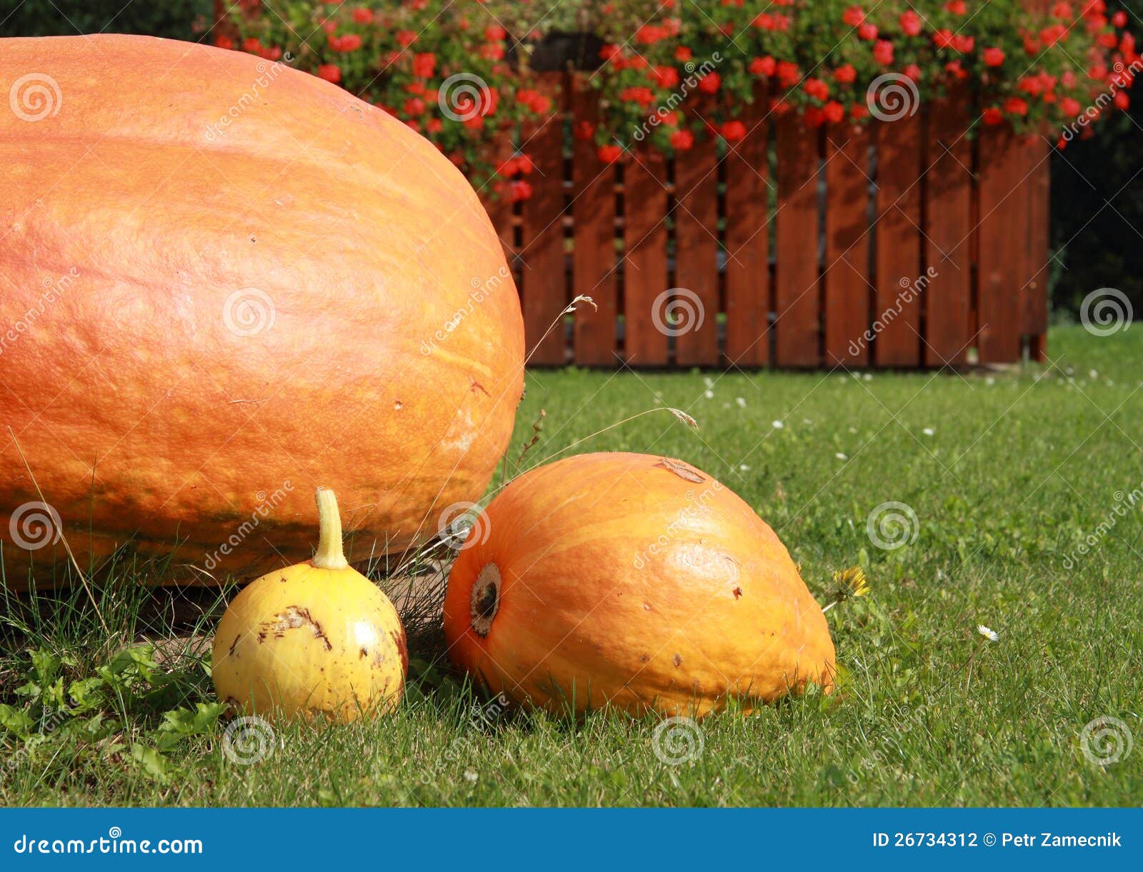 Pumpkins stock photo. Image of muskmelon, squash, marrow 26734312