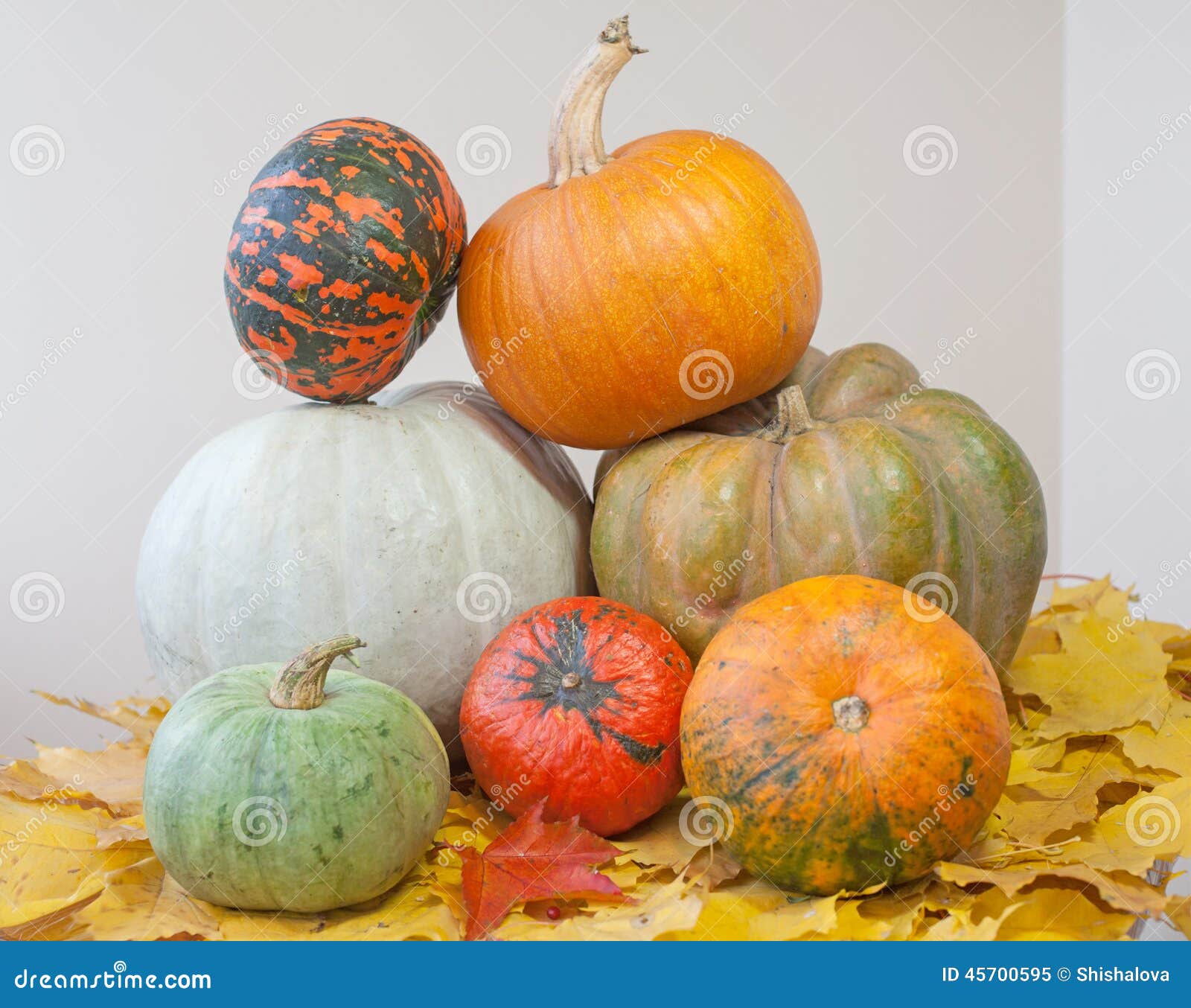 An autumn composition with pumpkins