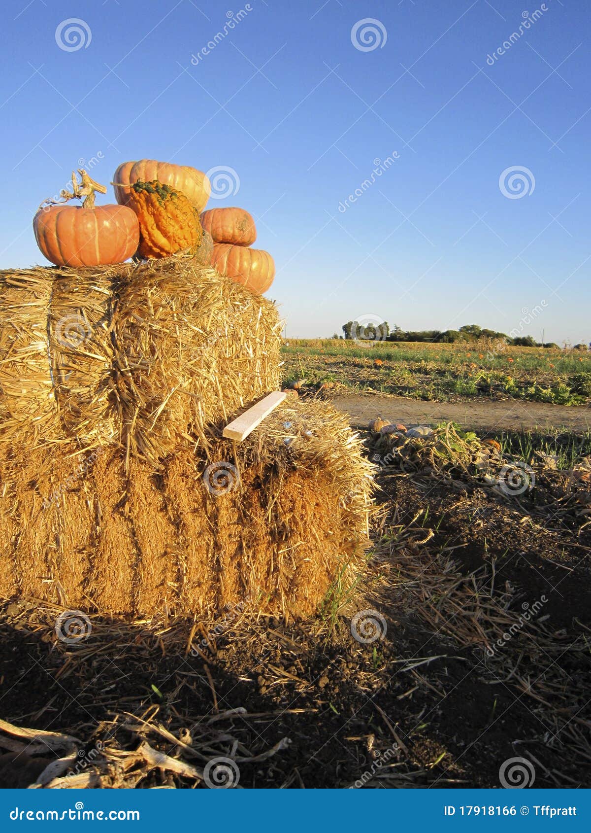 Pumpkins on a Bale of Hay stock photo. Image of states 17918166