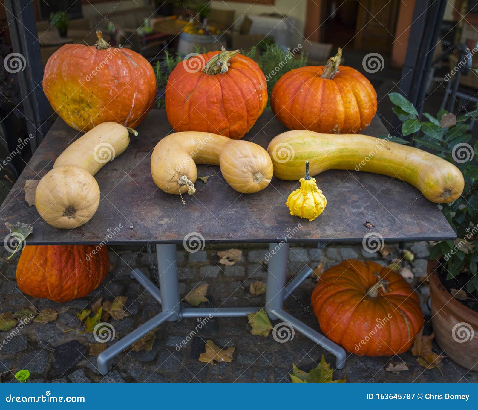 Pumpkins and Butternut Squashes Stock Image Image of farming, season