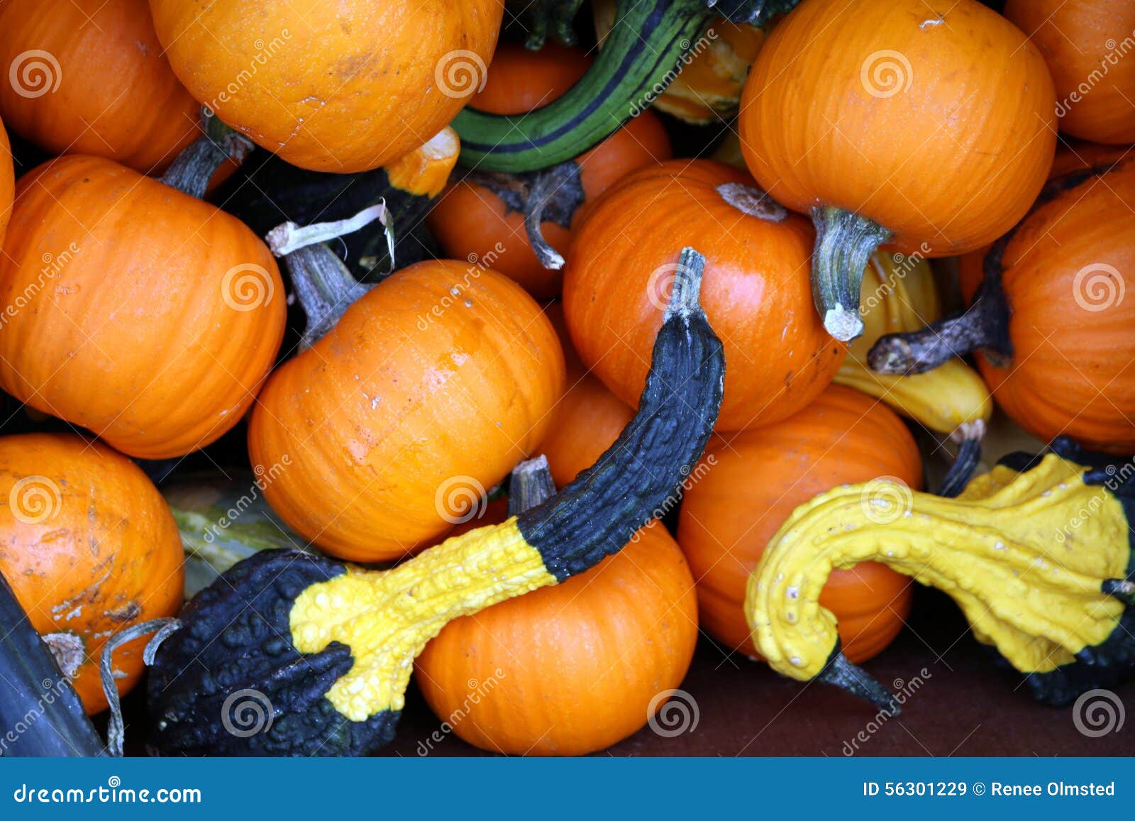 Pumpkins and Crookneck Squash Stock Image Image of edible, pepo 56301229