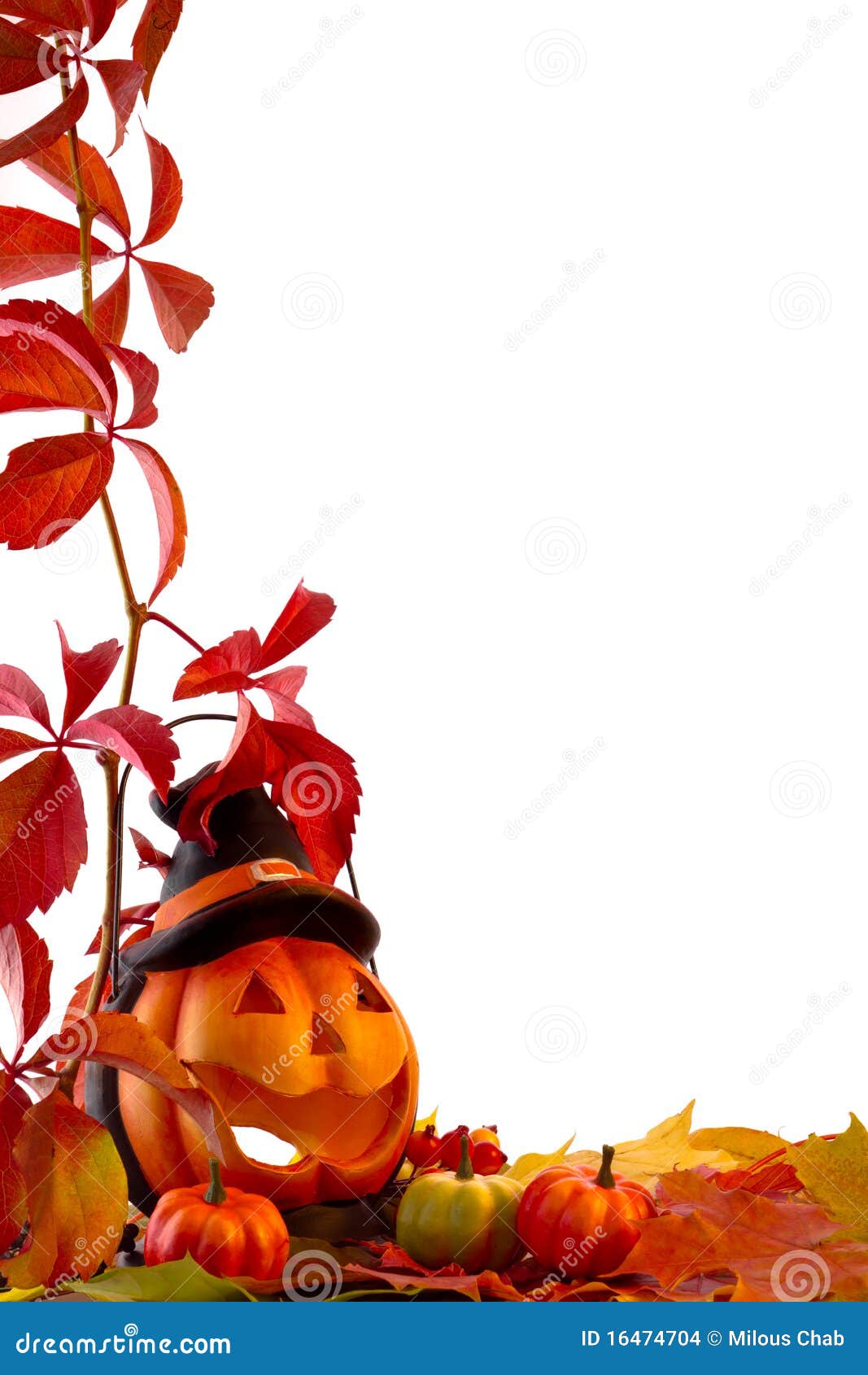 Pumpkins with fall leaves stock photo. Image of colourful - 16474704